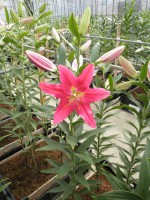 [1784 Viviana 2N No02.JPG]